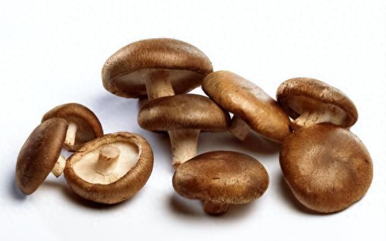 Shiitake Mushroom Mycelia Extract